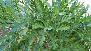 Image result for Euryops chrysanthemoides