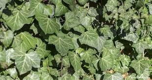 Maybe you would like to learn more about one of these? How To Kill English Ivy Avoid Control Eradicate Plant Care Today