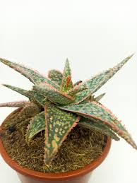Image result for Aloe zebrina