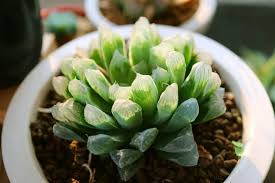 Anything and everything about succulents, a.k.a. Haworthia Cooperi Succulent Types How To Grow And Care Florgeous