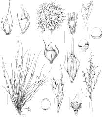 Image result for Lipocarpha nana