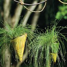 Image result for Isolepis