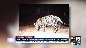 The jaguar population in the us may just have doubled after a previously undetected big cat was photographed in southern arizona, bringing to two the number suspected of being in the country. Known Arizona Jaguar Shown Dead In Photo Roamed Southern Arizona In 2016 2017