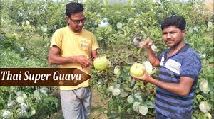 We did not find results for: Best Verity For Guava Farming Thai Super Guava Plant Youtube