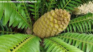 Image result for Encephalartos lebomboensis