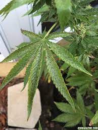 Black shiny spots on leaves/black mold?/need help please. Black Spots And Curling Leaves 420 Magazine