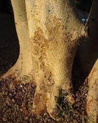 Image result for Ficus sycomorus