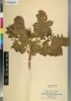 Image result for Brucea antidysenterica