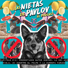 Al visitar su guarida y seguir sus movimientos d. 014 Presentando Gatos La Koi Mas Vieja Del Mundo Mi Maestro El Pulpo Y La Marsopa Varada En El Tabo Las Nietas De Pavlov Podcasts On Audible Audible Com