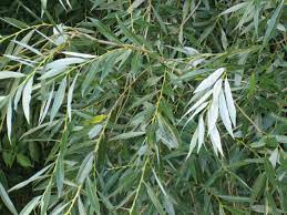 For faster navigation, this iframe is preloading the wikiwand page for salix alba. Salix Alba Wikipedia