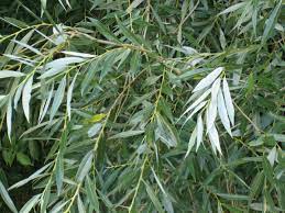 Bark of the willow tree. Salix Alba Wikipedia