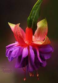 Fuchsia By Irene In 2020 Unusual Flowers Beautiful Flowers Amazing Flowers