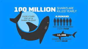 Top 10 Facts About Human Vs Shark Cheetah Speed And Walmart Etc Must Read All Facts Facts About Humans Facts Shark