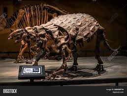 fossil ankylosaurus Cheap Sell - OFF 58%