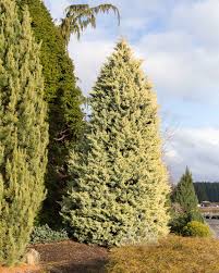 Image result for Cupressus arizonica