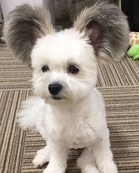 Dogs with long floppy ears that don't stand straight like their ancestors' ears are most likely the outcome of a genetic mutation. 16 Pictures Of Adorable Pups With Floppy And Big Ears I Can Has Cheezburger