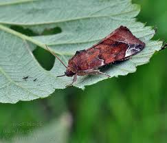 Image result for Cosmia diffinis