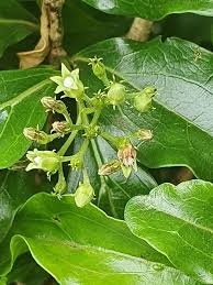 Image result for Strychnos