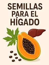 Beneficios de la papaya para el hígado y la salud digestiva | TikTok