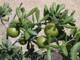 Nectarine trees provide shade and flower beautifully in the spring. Diospyros Texana Texas Persimmon Native Plants Of North America