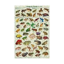 Frogs And Toads Poster Amphibian Poster Frog And Toad Amphibians Toad