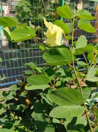 Image result for Bauhinia tomentosa