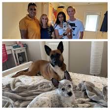 Visit get your pet, an online community where people looking to adopt a pet can connect with people who need to find their pet a new home. The Gurlue Family Drove From Las Vegas Santa Fe Animal Shelter Humane Society Facebook