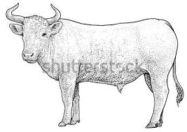 Check spelling or type a new query. Cow Illustration Drawing Engraving Line Art Realistic Vector Vector Illustration C Jenesesimre 7897099 Stockfresh