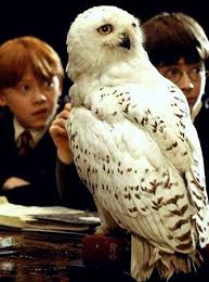 Harry Hedwig And Ron Harry Potter Movies Harry Potter Aesthetic Harry Potter