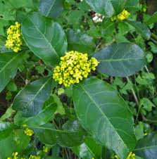 Image result for Psychotria lebrunii