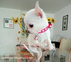 Anjing terkuat di dunia, dia bisa menarik sebuah gerobak yang ditunggangi oleh orang, tak hanya itu dia sanggup menarik gerobak dengan cara berlari sungguh luar biasa adopsi anjing, adopsi anjing. Chihuahua In Martini Glass Did Someone Order An Apple Head Martini Chihuahua Bling Anjing Chihuahua Binatang Lucu Chihuahua