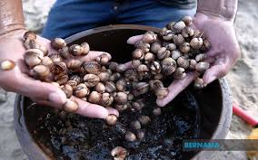 Data ini mengandungi maklumat mengenai unjuran pengeluaran komoditi pertanian utama bagi negeri johor. Bernama Ikan Kerang Dari Perairan Johor Selamat Dimakan Jabatan Perikanan Negeri