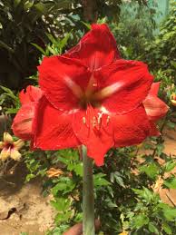 Pin By عبدالله المزودي On صور نباتات واشجار غابات برية Plants
