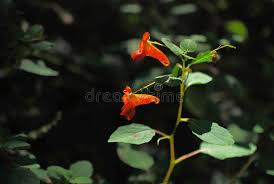 Image result for Impatiens gomphophylla
