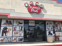 The most modern puppy store to open doors up to date. Reno City Council Weighs Ban On Puppy Stores