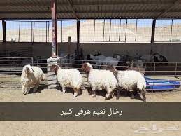 ذبايح الرياض من مؤسسه الموارد ذبايح للبيع بالرياض ذبايح في الرياض ذبايح الموارد بالرياض ذبايح الرياض ذبايح للبيع في الرياض animals goats llama