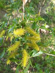 Image result for Salix babylonica