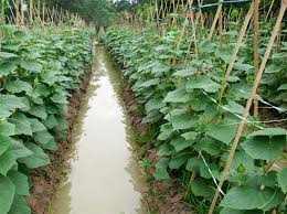 5 tanaman ini sangat menguntungkan dalam bisnis pertaniankurmatanaman asal timur tengah ini merupakan buah yang sering dicari ketika menjelang ramadhan. Budidaya Mentimun Organik Kampustani Com