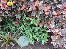 Image result for Pseuderanthemum ludovicianum