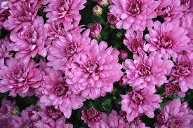 Dekorative blätter, silberne behaarung und zahllose lila blüten, die ausgesprochen gerne von blüten blau bis lila, bilden eine beere, die in einem papierähnlichen laternchen eingeschlossen ist. Blumen Blumen Rosa Farbe Lila Pinke Blumen Garten Natur Blutenblatter Schraffur Blumen Fallen Pflanze Grune Blatter Pikist