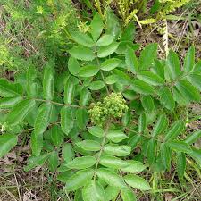 Will bleach kill poison sumac? How To Get Rid Of Sumac How To Get Rid Of Stuff