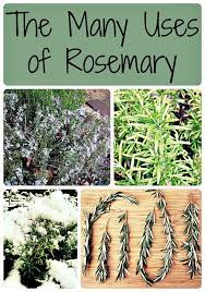 The Many Uses Of Rosemary Rosemary Plant Types Of Herbs Plants