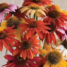 Cheyenne Spirit Echinacea Seed Johnny S Selected Seeds Echinacea Flower Farm Garden Seeds