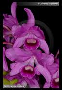 Image result for Gutenbergia rueppellii