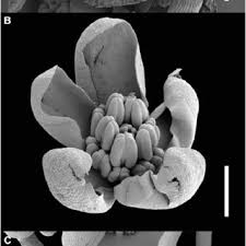 Image result for Hypertelis bowkeriana