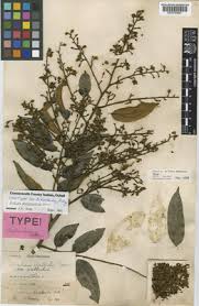 Image result for Platysepalum