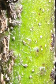 Image result for Cassinopsis