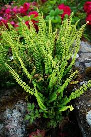 Maybe you would like to learn more about one of these? 15 Best Shade Loving Plants Flowers That Grow And Thrive In Shade