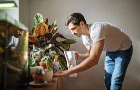Check out our cactus in pots selection for the very best in unique or custom, handmade pieces from our planters & pots shops. 13 Effective Ways To Save A Dying Cactus Fast Hort Zone