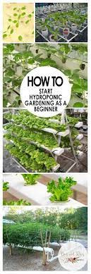 How To Start Hydroponic Gardening As A Beginner Bees And Roses Hydroponics Hydroponics Diy Diy Hydroponic Garden
